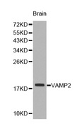 VAMP2 / VAMP-2 Antibody - Western blot analysis of brain cell lysate using VAMP2 antibody.