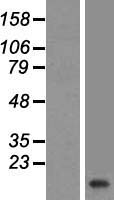 VAMP2 / VAMP-2 Protein - Western validation with an anti-DDK antibody * L: Control HEK293 lysate R: Over-expression lysate