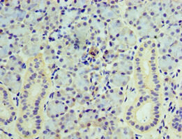 VAMP3 / VAMP-3 Antibody - Immunohistochemistry of paraffin-embedded human pancreas using antibody at 1:100 dilution.
