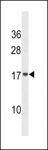 VAMP4 / VAMP-4 Antibody - VAMP4 Antibody western blot of NCI-H292 cell line lysates (35 ug/lane). The VAMP4 antibody detected the VAMP4 protein (arrow).