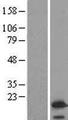 VAMP4 / VAMP-4 Protein - Western validation with an anti-DDK antibody * L: Control HEK293 lysate R: Over-expression lysate