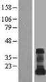 VAMP5 / VAMP-5 Protein - Western validation with an anti-DDK antibody * L: Control HEK293 lysate R: Over-expression lysate