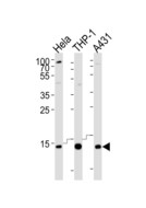 VAMP8 / VAMP-8 Antibody - Western blot of lysates from HeLa, THP-1, A431 cell line (from left to right) with VAMP8 Antibody. Antibody was diluted at 1:1000 at each lane. A goat anti-rabbit IgG H&L (HRP) at 1:10000 dilution was used as the secondary antibody. Lysates at 20 ug per lane.