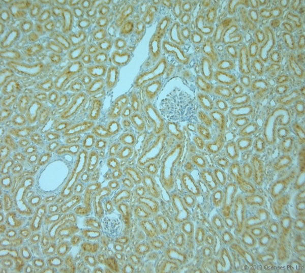 VAMP8 / VAMP-8 Antibody - Rabbit antibody to VAMP8. IHC-P on paraffin sections of rat kidney. The animal was perfused using Autoperfuser at a pressure of 110 mm Hg with 300 ml 4% FA and further post fixed overnight before being processed for paraffin embedding. HIER: Tris-EDTA, pH 9 for 20 min using Thermo PT Module. Blocking: 0.2% LFDM in TBST filtered through a 0.2 micron filter. Detection was done using Novolink HRP polymer from Leica following manufacturers instructions. Primary antibody: dilution 1:1000, incubated 30 min at RT (using Autostainer). Sections were counterstained with Harris Hematoxylin.