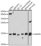 VAMP8 / VAMP-8 Antibody - Western blot analysis of extracts of various cell lines, using VAMP8 antibody at 1:500 dilution. The secondary antibody used was an HRP Goat Anti-Rabbit IgG (H+L) at 1:10000 dilution. Lysates were loaded 25ug per lane and 3% nonfat dry milk in TBST was used for blocking. An ECL Kit was used for detection and the exposure time was 60s.