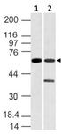 VANGL1 Antibody - Fig-1: Western blot analysis of Vang like-1. Anti-Vang like-1 antibody was used at 4 µg/ml on (1) Jurkat and (2) Liver lysates.