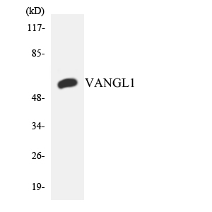 VANGL1 Antibody - Western blot analysis of the lysates from HeLa cells using VANGL1 antibody.