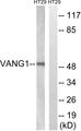 VANGL1 Antibody - Western blot analysis of extracts from HT-29 cells, using VANGL1 antibody.