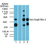 VANGL2 / LTAP Antibody - Western blot of Van Gogh like-2 in human brain lysate in the 1) absence and 2) presence of immunizing peptide, 3) mouse brain and 4) rat brain using Polyclonal Antibody to Van Gogh like-2 at 5 ug/ml, 6 ug/ml and 5 ug/ml, respectively. Goat anti-rabbit Ig HRP secondary antibody, and PicoTect ECL substrate solution, were used for this test.