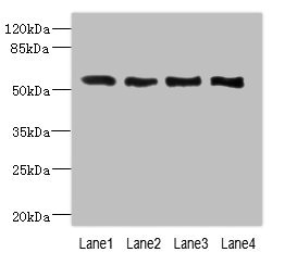 VANGL2 / LTAP Antibody - Western blot All Lanes: VANGL2 antibody at 2.26ug/ml Lane 1: HepG-2 whole cell lysate Lane 2: MCF7 whole cell lysate Lane 3: Hela whole cell lysate Lane 4: NIH/3T3 whole cell lysate Secondary Goat polyclonal to Rabbit IgG at 1/10000 dilution Predicted band size: 60 kDa Observed band size: 60 kDa