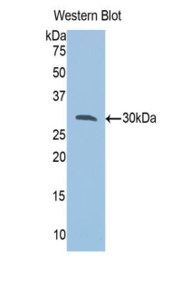 VAP33 / VAPA Antibody - Western blot of recombinant VAP33 / VAPA.  This image was taken for the unconjugated form of this product. Other forms have not been tested.
