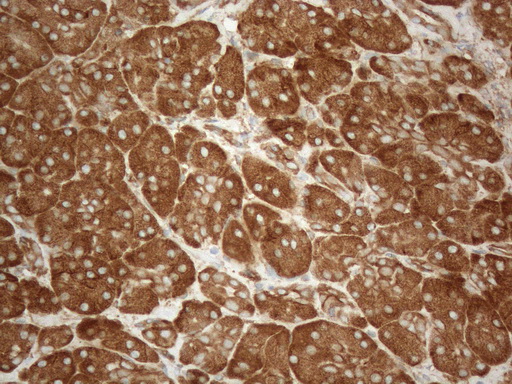 VAP33 / VAPA Antibody - Immunohistochemical staining of paraffin-embedded Human pancreas tissue within the normal limits using anti-VAPA mouse monoclonal antibody. (Heat-induced epitope retrieval by 1mM EDTA in 10mM Tris buffer. (pH8.5) at 120°C for 3 min. (1:150)