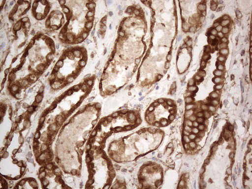 VAP33 / VAPA Antibody - Immunohistochemical staining of paraffin-embedded Human Kidney tissue within the normal limits using anti-VAPA mouse monoclonal antibody. (Heat-induced epitope retrieval by 1mM EDTA in 10mM Tris buffer. (pH8.5) at 120°C for 3 min. (1:150)