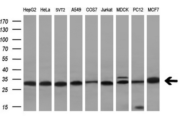 VAP33 / VAPA Antibody - Western blot analysis of extracts. (10ug) from 9 different cell lines by using anti-VAPA monoclonal antibody. (HepG2: human; HeLa: human; SVT2: mouse; A549: human; COS7: monkey; Jurkat: human; MDCK: canine;rat; MCF7: human). (1:200)