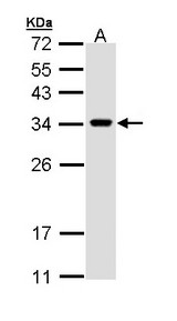 VAP33 / VAPA Antibody - Sample (30 ug of whole cell lysate). A: H1299. 12% SDS PAGE. VAPA antibody diluted at 1:1000
