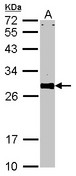 VAP33 / VAPA Antibody - Sample (30 ug of whole cell lysate). A: NIH-3T3. 12% SDS PAGE. VAPA antibody. VAPA antibody diluted at 1:1000. 
