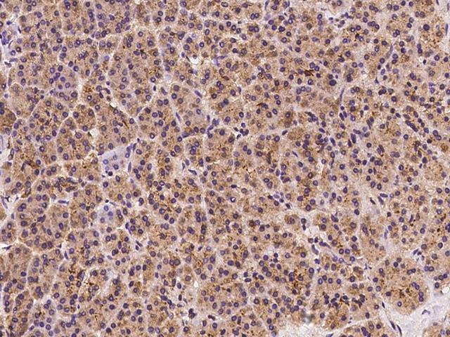 VAP33 / VAPA Antibody - Immunochemical staining of human VAPA in human pancreas with rabbit polyclonal antibody at 1:100 dilution, formalin-fixed paraffin embedded sections.