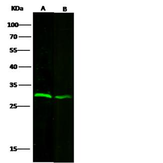VAPB Antibody - Anti-VAPB rabbit polyclonal antibody at 1:500 dilution. Lane A: HepG2 Whole Cell Lysate. Lane B: A549 Whole Cell Lysate. Lysates/proteins at 60 ug per lane. Secondary: Goat Anti-Rabbit IgG H&L (Dylight800) at 1/10000 dilution. Developed using the Odyssey technique. Performed under reducing conditions. Predicted band size: 27 kDa. Observed band size: 30 kDa.