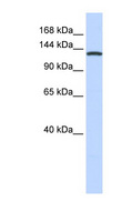 VARS / ValRS Antibody - VARS antibody Western blot of 721_B cell lysate. This image was taken for the unconjugated form of this product. Other forms have not been tested.