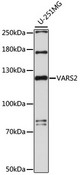 VARS2 / ValRS Antibody - Western blot analysis of extracts of U-251MG cells, using VARS2 antibody at 1:1000 dilution. The secondary antibody used was an HRP Goat Anti-Rabbit IgG (H+L) at 1:10000 dilution. Lysates were loaded 25ug per lane and 3% nonfat dry milk in TBST was used for blocking. An ECL Kit was used for detection and the exposure time was 90s.