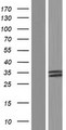 VASH2 Protein - Western validation with an anti-DDK antibody * L: Control HEK293 lysate R: Over-expression lysate