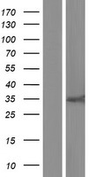 VASH2 Protein - Western validation with an anti-DDK antibody * L: Control HEK293 lysate R: Over-expression lysate