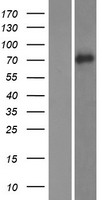 VASN / Vasorin Protein - Western validation with an anti-DDK antibody * L: Control HEK293 lysate R: Over-expression lysate