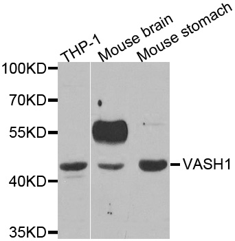 Vasohibin 1 / VASH1 Antibody - Western blot analysis of extracts of various cell lines.