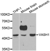 Vasohibin 1 / VASH1 Antibody - Western blot analysis of extracts of various cell lines.