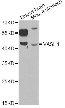Vasohibin 1 / VASH1 Antibody - Western blot analysis of extracts of various cell lines, using VASH1 antibody at 1:1000 dilution. The secondary antibody used was an HRP Goat Anti-Rabbit IgG (H+L) at 1:10000 dilution. Lysates were loaded 25ug per lane and 3% nonfat dry milk in TBST was used for blocking.