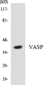 VASP Antibody - Western blot analysis of the lysates from COLO205 cells using VASP antibody.
