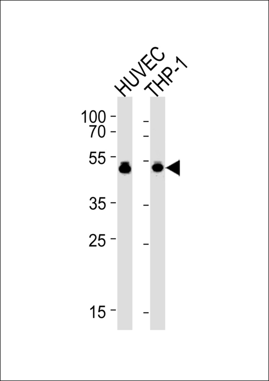 VASP Antibody - VASP Antibody western blot of HUVEC,THP-1 cell line lysates (35 ug/lane). The VASP antibody detected the VASP protein (arrow).