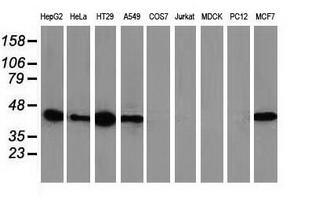 VASP Antibody - Western blot of extracts (35ug) from 9 different cell lines by using anti-VASP monoclonal antibody.