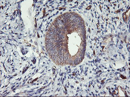 VASP Antibody - IHC of paraffin-embedded Human endometrium tissue using anti-VASP mouse monoclonal antibody.
