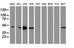 VASP Antibody - Western blot of extracts (35 ug) from 9 different cell lines by using anti-VASP monoclonal antibody.