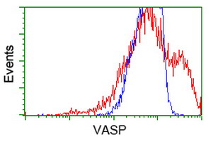 VASP Antibody - HEK293T cells transfected with either overexpress plasmid (Red) or empty vector control plasmid (Blue) were immunostained by anti-VASP antibody, and then analyzed by flow cytometry.