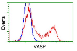 VASP Antibody - HEK293T cells transfected with either overexpress plasmid (Red) or empty vector control plasmid (Blue) were immunostained by anti-VASP antibody, and then analyzed by flow cytometry.