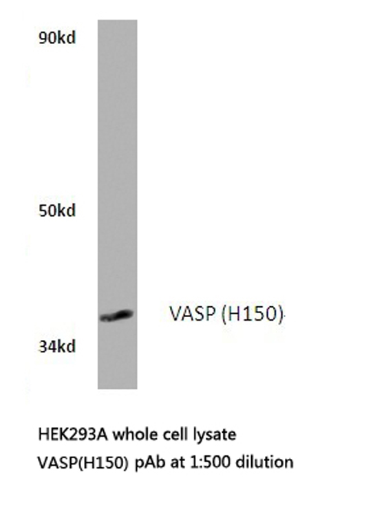 VASP Antibody - Western blot of VASP (H150) pAb in extracts from HEK293A cells.