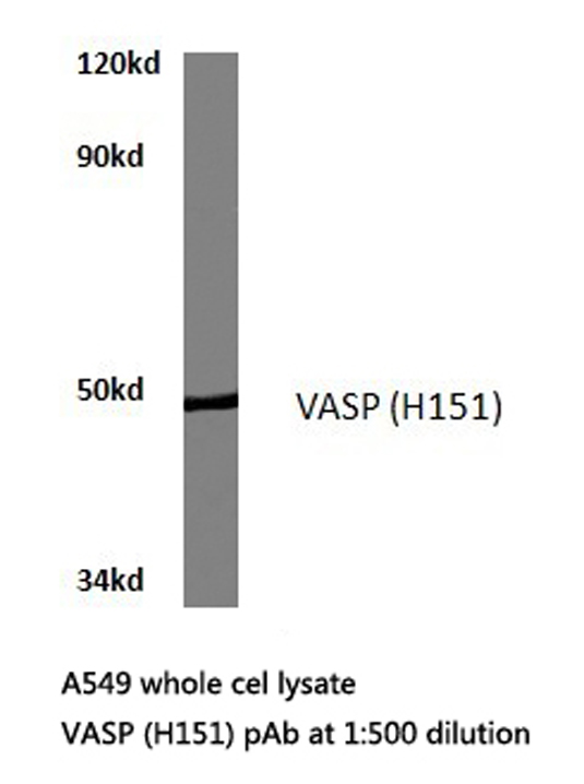 VASP Antibody - Western blot of VASP (H151) pAb in extracts from A549 cells.