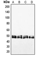 VASP Antibody - Western blot analysis of VASP expression in HEK293T (A); HepG2 (B); NIH3T3 (C); PC12 (D) whole cell lysates.