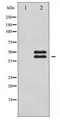 VASP Antibody - Western blot of VASP expression in NIH-3T3 whole cell lysates,The lane on the left is treated with the antigen-specific peptide.