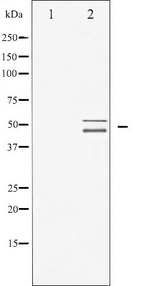 VASP Antibody - Western blot analysis of VASP expression in NIH-3T3 whole cells lysates. The lane on the left is treated with the antigen-specific peptide.