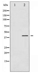 VASP Antibody - Western blot of VASP phosphorylation expression in PMA treated HeLa whole cell lysates,The lane on the left is treated with the antigen-specific peptide.