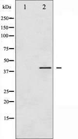 VASP Antibody - Western blot analysis of VASP phosphorylation expression in PMA treated HeLa whole cells lysates. The lane on the left is treated with the antigen-specific peptide.