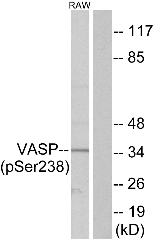 VASP Antibody - Western blot analysis of lysates from RAW264.7 cells, using VASP (Phospho-Ser238) Antibody. The lane on the right is blocked with the phospho peptide.