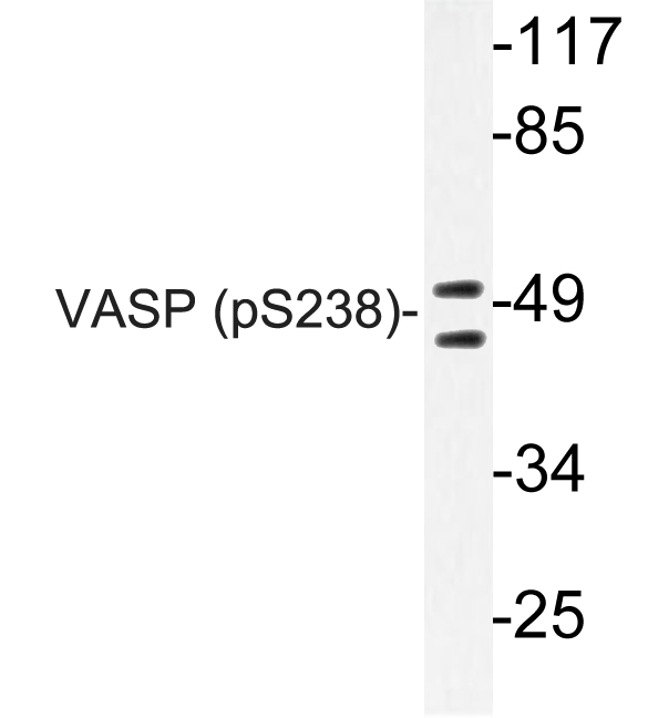 VASP Antibody - Western blot of p-VASP (S238) pAb in extracts from NIH/3T3 cells.