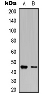 VASP Antibody - Western blot analysis of VASP (pS238) expression in A549 (A); Raw264.7 (B) whole cell lysates.