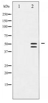 VASP Antibody - Western blot of VASP phosphorylation expression in NIH-3T3 whole cell lysates,The lane on the left is treated with the antigen-specific peptide.
