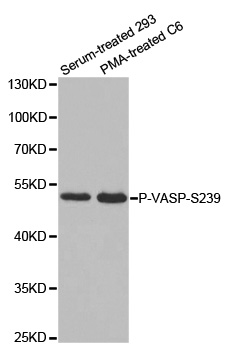 VASP Antibody - Western blot analysis of extracts from serum-treated 293 and PMA-treated C6 cells.