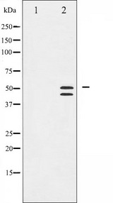 VASP Antibody - Western blot analysis of VASP phosphorylation expression in NIH-3T3 whole cells lysates. The lane on the left is treated with the antigen-specific peptide.